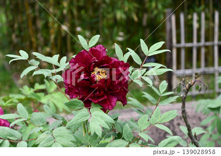 ボタン「綾綺門」 Peony 'Ryokimon' ボタン「綾綺門」 Peony 'Ryokimon' 139028958