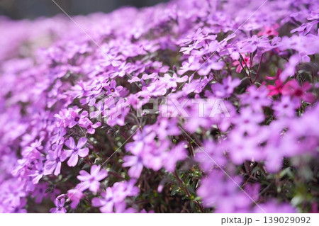 一面に広がる紫がかったシバザクラの花々をやわらかな背景ぼけとともに描いた春らしい華やかなクローズアッ 139029092