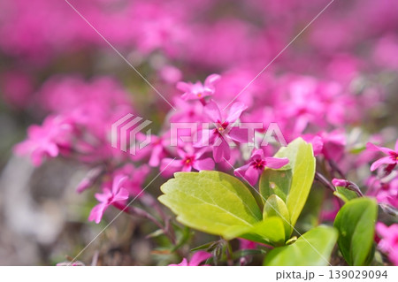 春の陽だまりの中で鮮やかなピンク色に咲き広がるシバザクラの花をやわらかなボケ味で捉えた美しいクローズ 春の陽だまりの中で鮮やかなピンク色に咲き広がるシバザクラの花をやわらかなボケ味で捉えた美しいクローズ 139029094