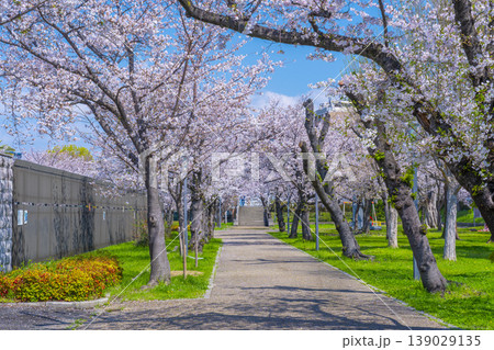 桜之宮公園の桜並木 桜之宮公園の桜並木 139029135