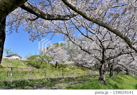 見沼田圃:見沼代用水東縁沿いの桜並木 見沼田圃:見沼代用水東縁沿いの桜並木 139029141