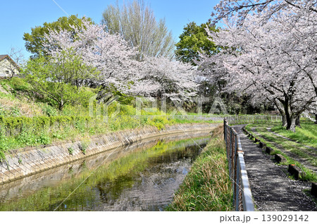 見沼田圃：見沼代用水東縁　桜回廊　 139029142