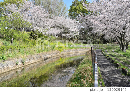 見沼田圃：見沼代用水東縁　桜回廊　 139029143