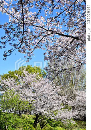 見沼田圃：加田屋新田　桜回廊　 139029144