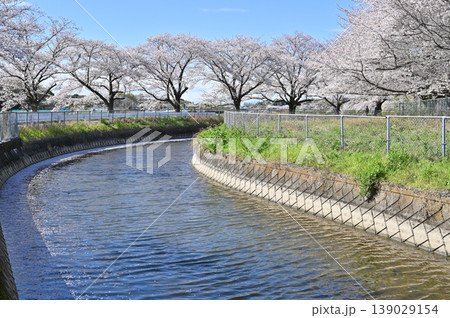 見沼田圃：見沼代用水東縁　桜回廊　 139029154