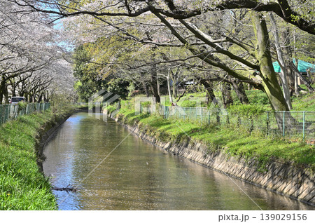見沼田圃：見沼代用水東縁　桜回廊　 139029156