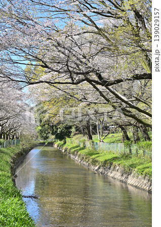 見沼田圃：見沼代用水東縁　桜回廊　 139029157
