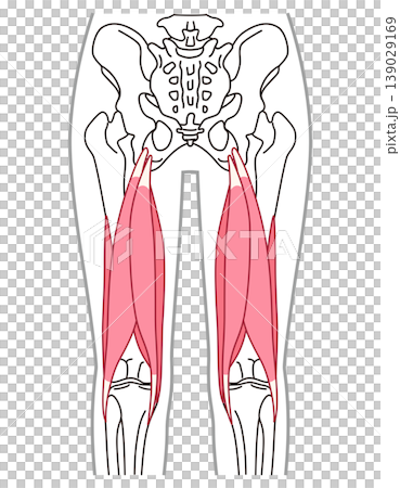 Hamstrings: Muscles on the back of the thigh 139029169