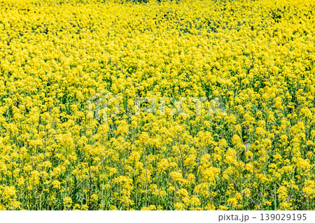 菜の花畑 宮城県 川渡(かわたび)温泉にて 菜の花畑 宮城県 川渡(かわたび)温泉にて 139029195