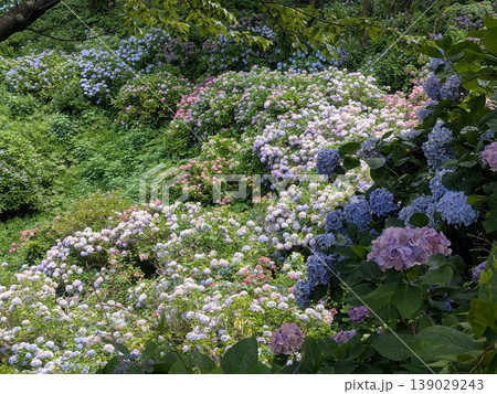 伊豆下田 紫陽花 伊豆下田 紫陽花 139029243