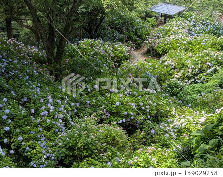 伊豆下田 紫陽花 伊豆下田 紫陽花 139029258