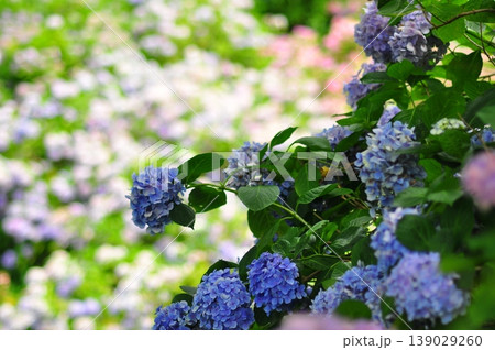 伊豆下田　紫陽花 139029260