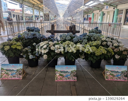 伊豆下田 紫陽花 伊豆下田 紫陽花 139029264