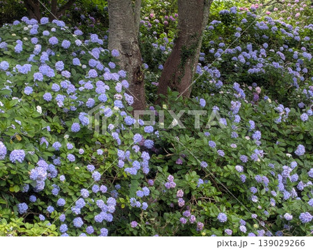 伊豆下田 紫陽花 伊豆下田 紫陽花 139029266