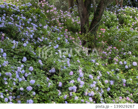 伊豆下田 紫陽花 伊豆下田 紫陽花 139029267