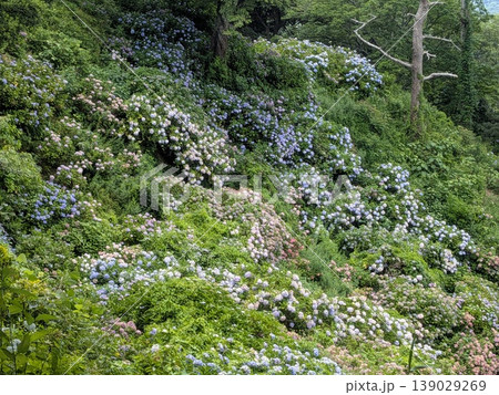 伊豆下田　紫陽花 139029269