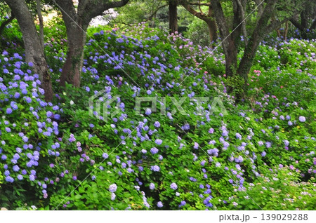 伊豆下田 紫陽花 伊豆下田 紫陽花 139029288