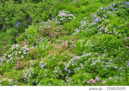 伊豆下田　紫陽花 139029293
