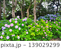 伊豆下田　紫陽花 139029299