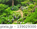 伊豆下田　紫陽花 139029300