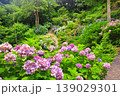 伊豆下田　紫陽花 139029301