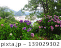 伊豆下田　紫陽花 139029302