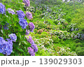伊豆下田　紫陽花 139029303