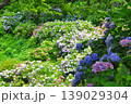 伊豆下田　紫陽花 139029304