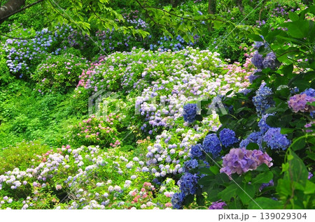 伊豆下田 紫陽花 伊豆下田 紫陽花 139029304