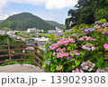 伊豆下田　紫陽花 139029308