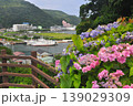 伊豆下田　紫陽花 139029309