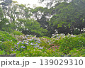 伊豆下田　紫陽花 139029310