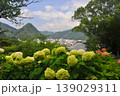 伊豆下田　紫陽花 139029311