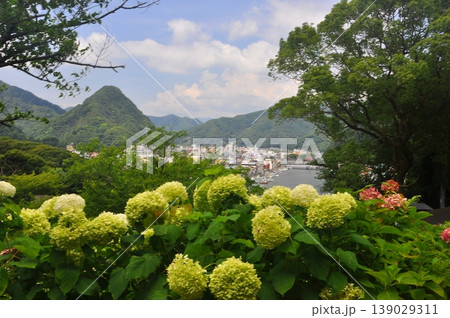 伊豆下田 紫陽花 伊豆下田 紫陽花 139029311