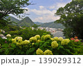 伊豆下田　紫陽花 139029312