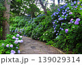 伊豆下田　紫陽花 139029314