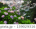 伊豆下田　紫陽花 139029316