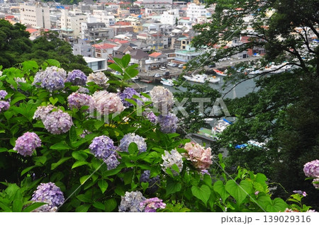 伊豆下田　紫陽花 139029316
