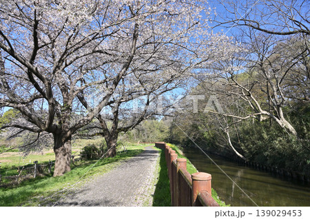 見沼田圃： 139029453