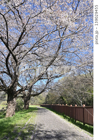 見沼田圃: 見沼田圃: 139029455