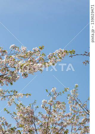 羅生門、桜の精が舞い降りる特別な場所 139029471