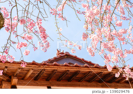 新庄村の宝物。時代を超えて愛される桜の道 新庄村の宝物。時代を超えて愛される桜の道 139029476