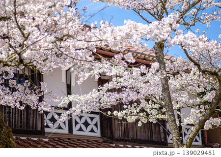がいせん桜白壁の町並みに映える満開の輝き がいせん桜白壁の町並みに映える満開の輝き 139029481