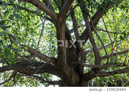 Golden Willow Tree Branches And Leaves Background Golden Willow Tree Branches And Leaves Background 139029494
