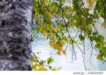 Birch Tree And Leafy Branches On The Colorful River Birch Tree And Leafy Branches On The Colorful River 139029497