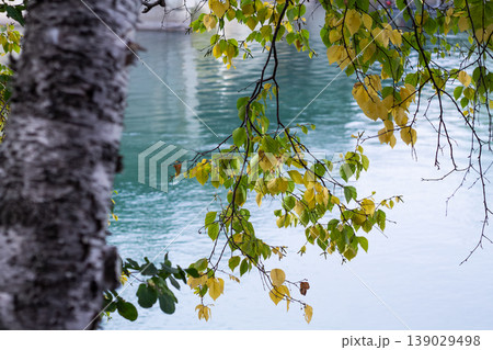 Birch Tree And Leafy Branches On The Colorful River 139029498