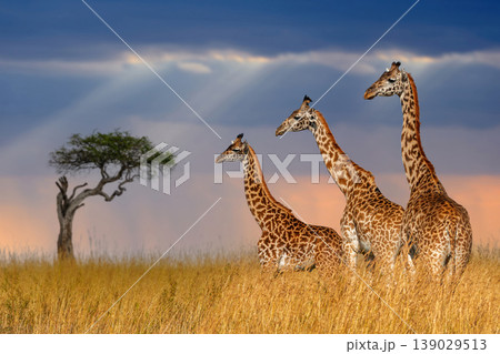 Three giraffe in National park of Kenya Three giraffe in National park of Kenya 139029513