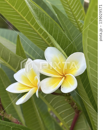 Frangipani , Pagoda tree, Temple tree,Plumeria Frangipani , Pagoda tree, Temple tree,Plumeria 139029571