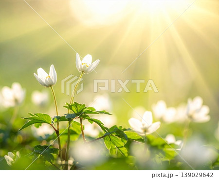 春に咲く小さい白い花に日差しが当たっている　癒し　自然 139029642