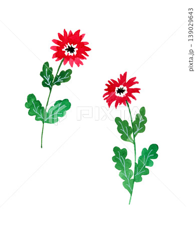 赤・白・黒色のオシャレな花 植物の手描き水彩イラスト素材 赤・白・黒色のオシャレな花 植物の手描き水彩イラスト素材 139029643